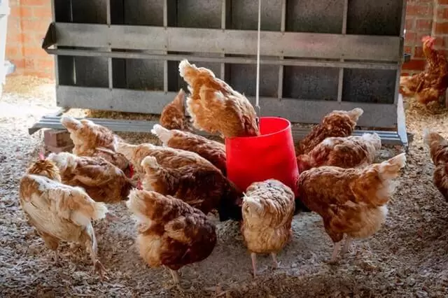 Peluang Usaha Peternakan Ayam